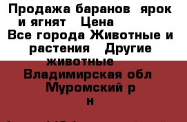 Продажа баранов, ярок и ягнят › Цена ­ 3 500 - Все города Животные и растения » Другие животные   . Владимирская обл.,Муромский р-н